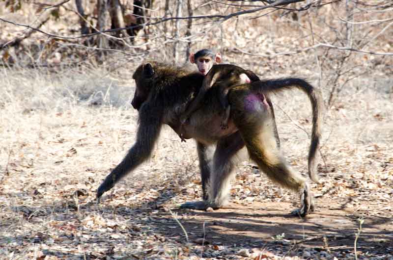 06 - Zambia - mona babuino y cria - parque nacional Mosi-oa-tunya
